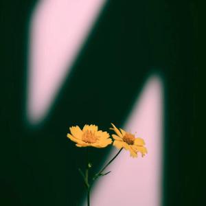 mc外国知名主播stacy plays
