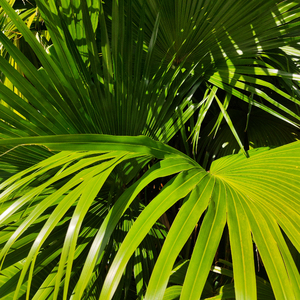 mc外国知名主播stacy plays
